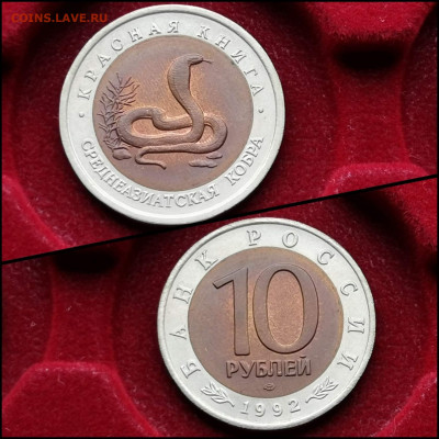 Среднеазиатская Кобра 10 рублей 1992 год. Хорошая. До 01.06 - IMG_20200324_204526