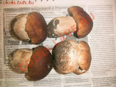 Любители "тихой охоты" есть? Все сюда :) - Грибы_2011_10