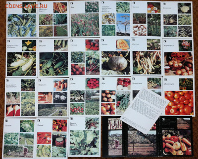 набор открыток "Овощные культуры." 1985 - ваш приусадебный участок. овощные культуры 1985.JPG