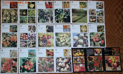 набор открыток "Плодово ягодные культуры." 1986 - ваш приусадебный участок. плодово ягодные культуры 1986.JPG