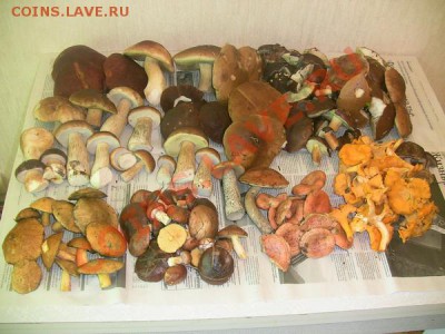 Любители "тихой охоты" есть? Все сюда :) - Грибы_2011_11