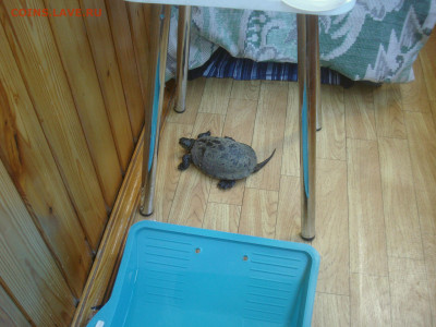 Любители "тихой охоты" есть? Все сюда :) - DSC02701.JPG