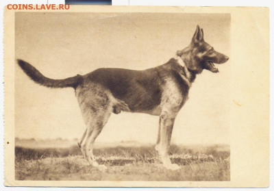 старая открытка "Овчарка" - овчарка