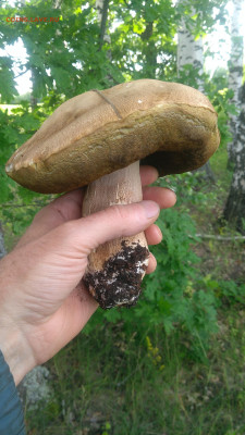 Опытные грибники! Отзовитесь! - IMG_20200625_181741