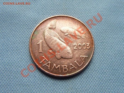 ЭКЗОТИКА МАЛАВИ 1тамбала  2003г. РЫБЫ до 13.09.11 в 22-00 - MEMO0066.JPG