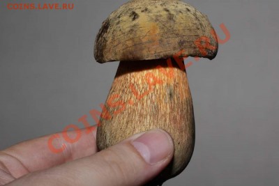 Любители "тихой охоты" есть? Все сюда :) - Гриб из парка Калинина - 2009