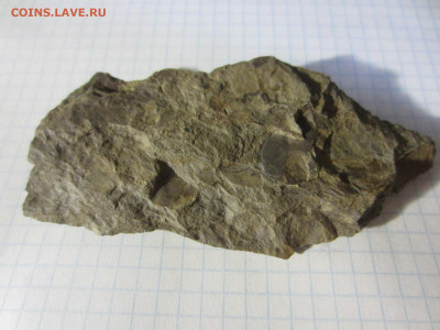Окаменелая флора Палеозоя -1, до 04.07.2020 22:00 мск - IMG_8517.JPG