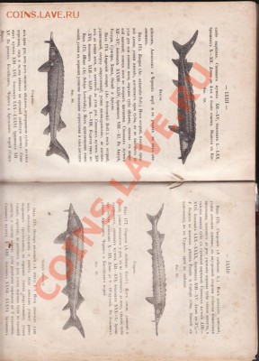 сабонеев 1874 год РЫБЫ РОССИИ книга - IMG_0011