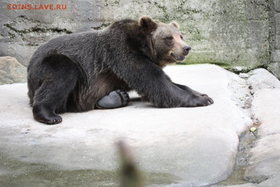 Конец - 2012 Калининградский зоопарк Медведь+++++++