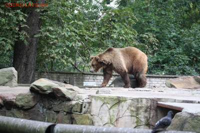 Конец - 2012 Калининградский зоопарк Медведь+