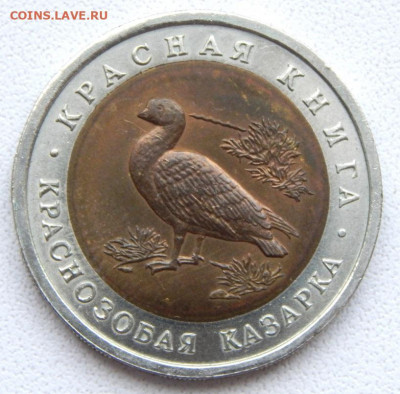 К Краснозобая Казарка до 4.07.20 - DSCN3948.JPG