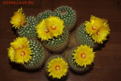ФОТО - просто фото. Те что получились удачными. - r2