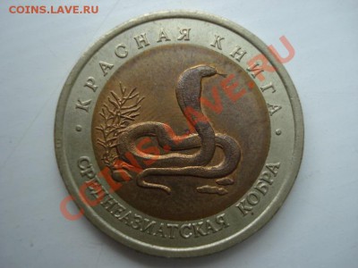 Среднеаз. кобра из красной книги 1992г до 14.09.2011 22.00мс - DSC03039.JPG