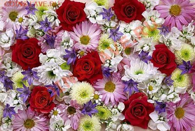 Танюша! С Днём рождения! - flower004