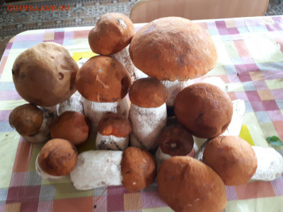 Любители "тихой охоты" есть? Все сюда :) - изображение_viber_2020-08-28