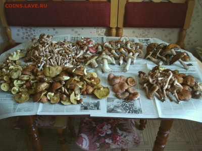 Любители "тихой охоты" есть? Все сюда :) - DSC03596.JPG