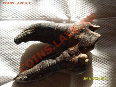 Чей зуб? Сколько стоит? - SDC10735.JPG