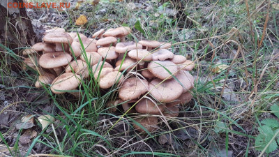 Любители "тихой охоты" есть? Все сюда :) - IMG-20200911-WA0008