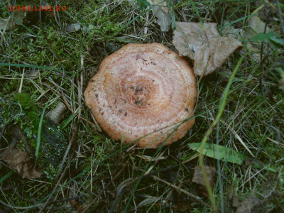 Любители "тихой охоты" есть? Все сюда :) - DSC03625.JPG