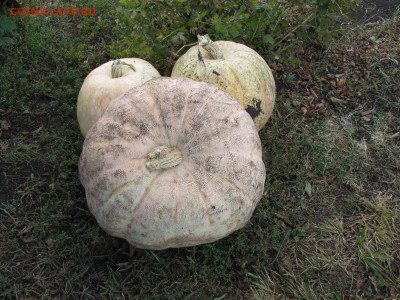 делает - прямо сейчас !!! - 11