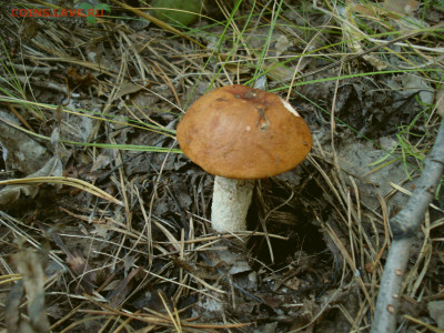 Любители "тихой охоты" есть? Все сюда :) - DSC03636.JPG