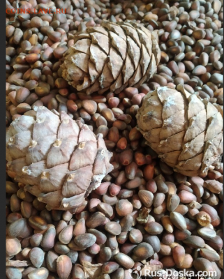 делает - прямо сейчас !!! - Снимок экрана (300)