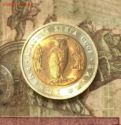 Красная книга Филин без оборота. до 29.09.20 - IMG_1595.JPG