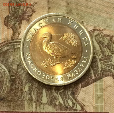 Красная книга Казарка без оборота. до 29.09.20 - IMG_1599.JPG