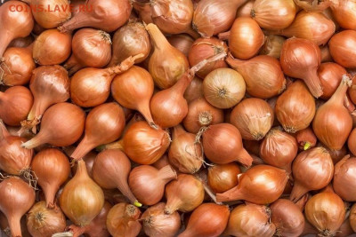 делает - прямо сейчас !!! - tsybulia-sianka-kurkul-35512