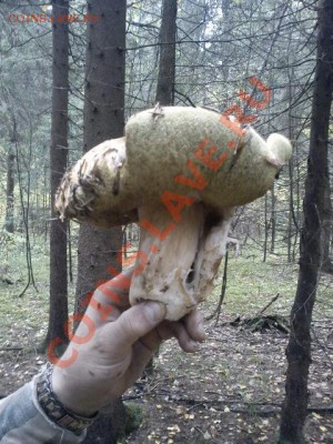 Любители "тихой охоты" есть? Все сюда :) - DSC00070 2.JPG