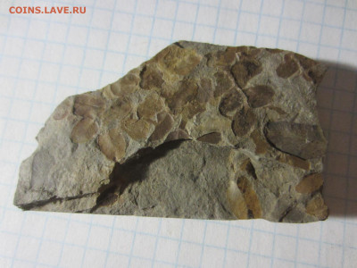 Окаменелая флора Палеозоя -3, до 09.10.2020 22:00 мск - IMG_3628.JPG