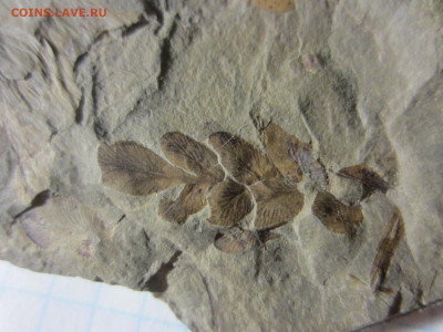 Окаменелая флора Палеозоя -3, до 09.10.2020 22:00 мск - IMG_3627.JPG