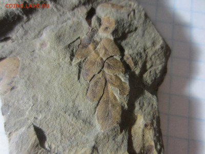 Окаменелая флора Палеозоя -3, до 09.10.2020 22:00 мск - IMG_3626.JPG
