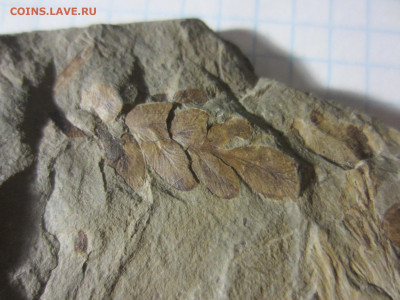 Окаменелая флора Палеозоя -3, до 09.10.2020 22:00 мск - IMG_3625.JPG