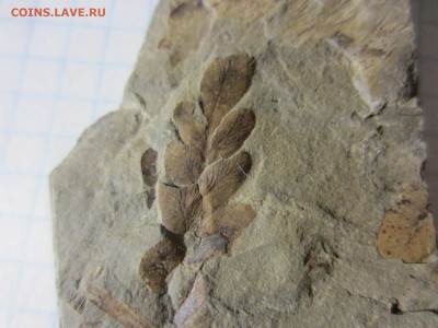 Окаменелая флора Палеозоя -3, до 09.10.2020 22:00 мск - IMG_3624.JPG