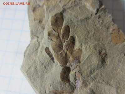 Окаменелая флора Палеозоя -3, до 09.10.2020 22:00 мск - IMG_3623.JPG