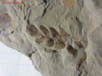 Окаменелая флора Палеозоя -3, до 09.10.2020 22:00 мск - IMG_3622.JPG