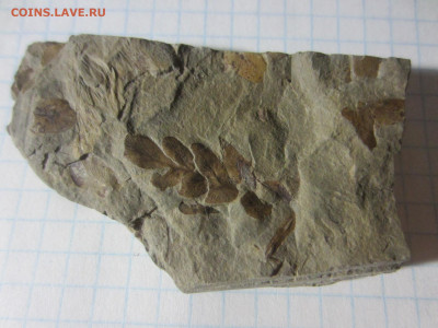 Окаменелая флора Палеозоя -3, до 09.10.2020 22:00 мск - IMG_3621.JPG