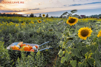 ФОТО - просто фото. Те что получились удачными. - 2020-09-18-урожай!!! (4)