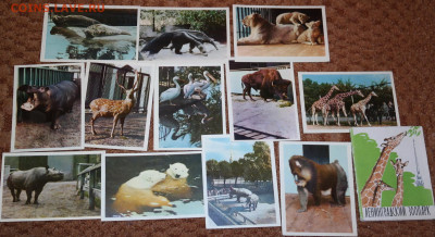 Набор открыток "Ленинградский зоопарк" 1964г. - ленинградский зоопарк 1964.JPG