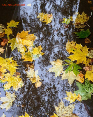 ФОТО - просто фото. Те что получились удачными. - IMG_20201018_094106_228