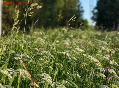 ФОТО - просто фото. Те что получились удачными. - Screenshot_20201031-131054_Gallery