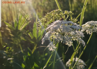 ФОТО - просто фото. Те что получились удачными. - Screenshot_20201031-131024_Gallery