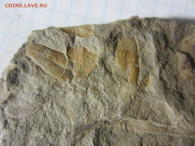 Окаменелая флора Палеозоя -1, до 11.11.2020 22:00 мск - IMG_4160.JPG