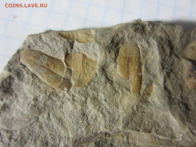 Окаменелая флора Палеозоя -1, до 11.11.2020 22:00 мск - IMG_4159.JPG