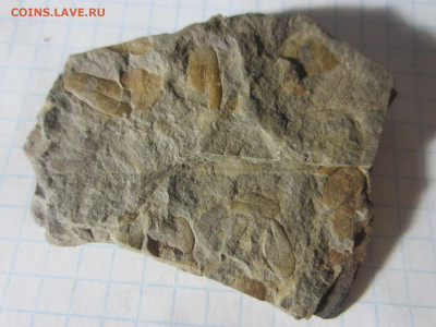 Окаменелая флора Палеозоя -1, до 11.11.2020 22:00 мск - IMG_4158.JPG