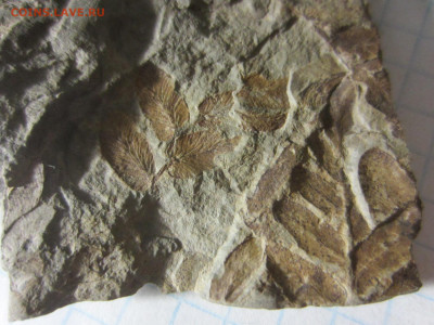 Окаменелая флора Палеозоя -1, до 11.11.2020 22:00 мск - IMG_4156.JPG