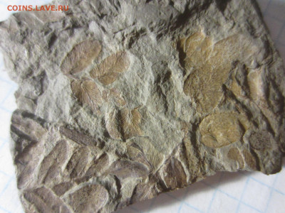 Окаменелая флора Палеозоя -1, до 11.11.2020 22:00 мск - IMG_4155.JPG