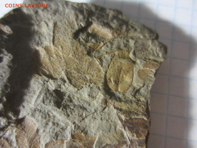 Окаменелая флора Палеозоя -1, до 11.11.2020 22:00 мск - IMG_4154.JPG