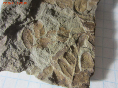 Окаменелая флора Палеозоя -1, до 11.11.2020 22:00 мск - IMG_4152.JPG